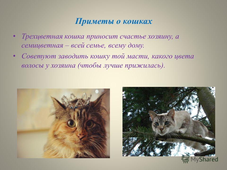 Животные – синоптики. Прогноз погоды от домашних питомцев