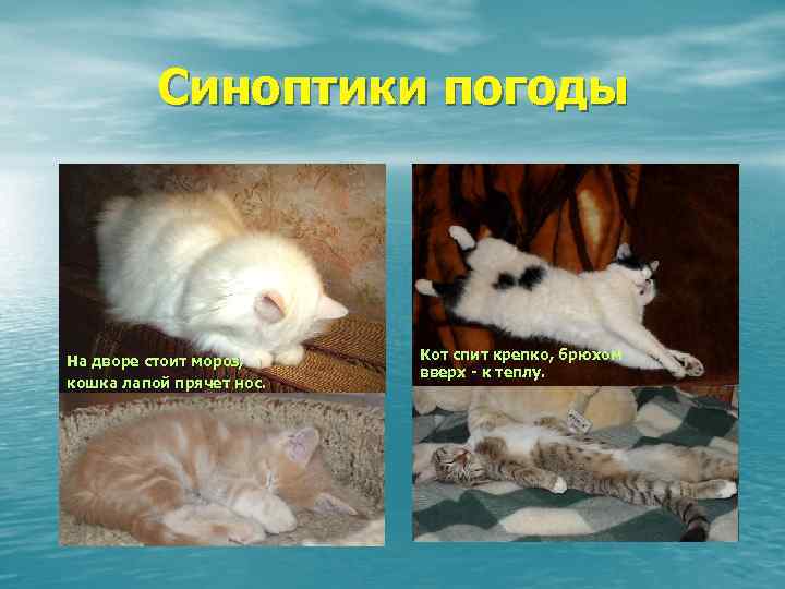 Животные – синоптики. Прогноз погоды от домашних питомцев