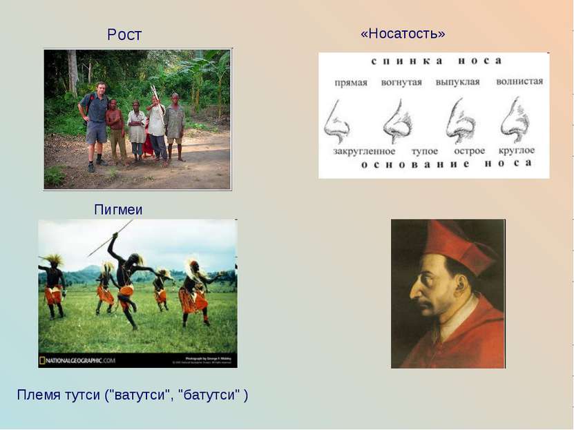 Пигмеи Рост &laquo;Носатость&raquo; Племя тутси ("ватутси", "батутси" )