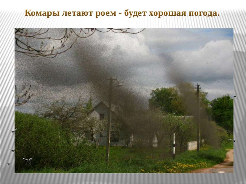 Комары летают роем - будет хорошая погода.