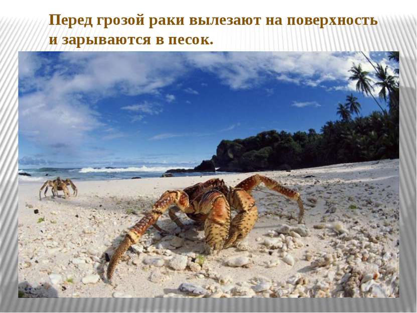Перед грозой раки вылезают на поверхность и зарываются в песок.