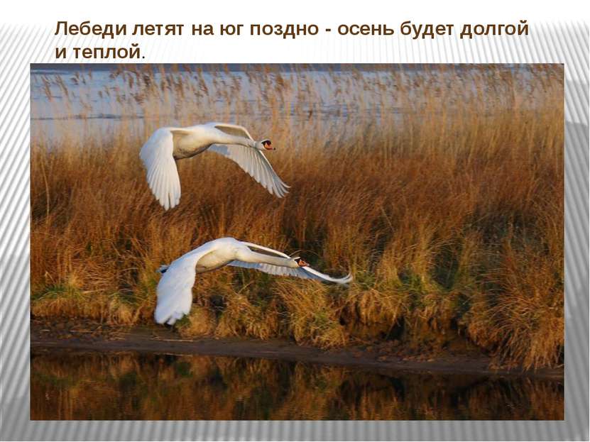 Лебеди летят на юг поздно - осень будет долгой и теплой.