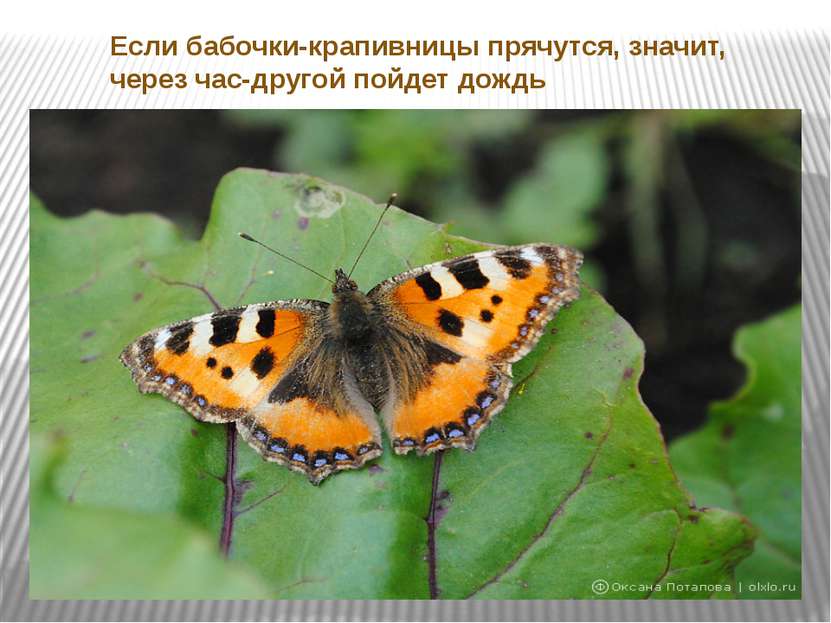 Если бабочки-крапивницы прячутся, значит, через час-другой пойдет дождь