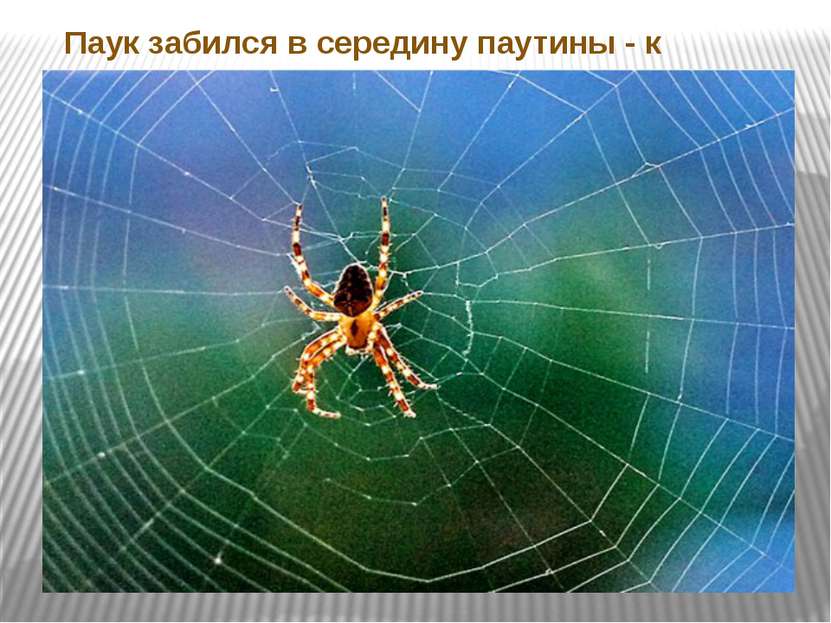 Паук забился в середину паутины - к ненастью