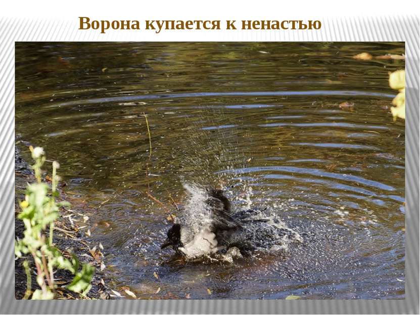 Ворона купается к ненастью