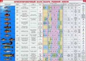 При каком давлении лучше клюет рыба зимой – реальность и вымысел