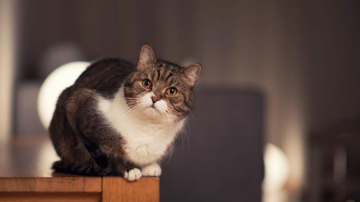 кошка сидит на столе