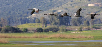 Журавли погидают края