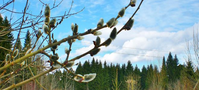 народные приметы на евдокию