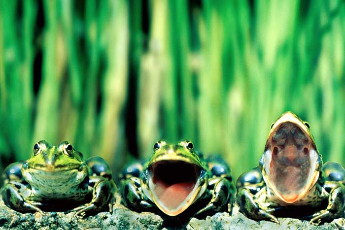 лягушки