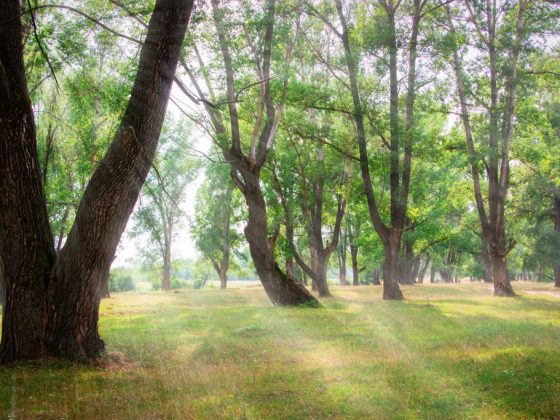 Хороший урожай можно предсказать