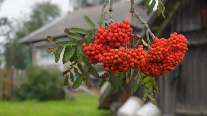 Рябина в деревне