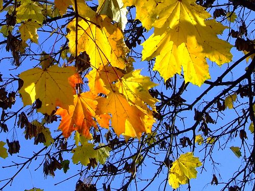 Народные приметы на сентябрь 2019 года