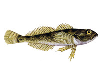 Подкаменщик