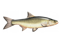 Жерех обыкновенный