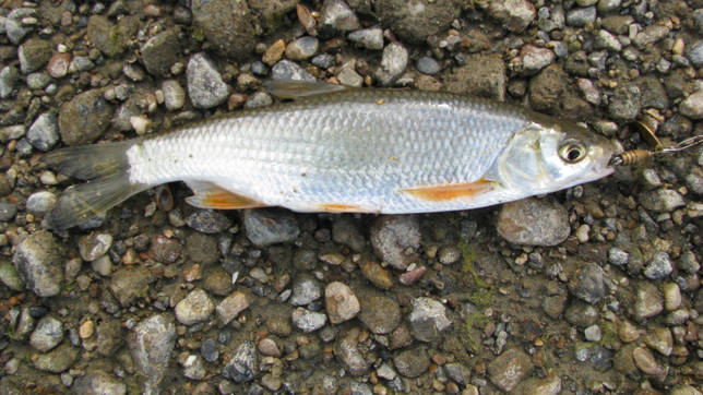 Ржакса: рыбалка и какая рыба водится