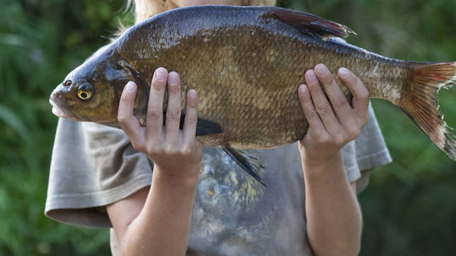Ржакса: рыбалка и какая рыба водится