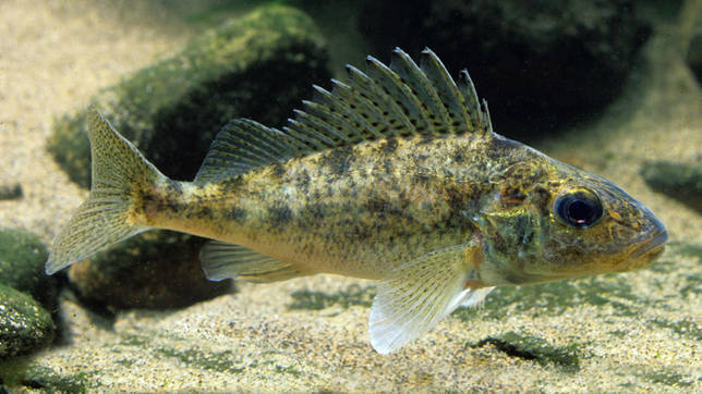 Ржакса: рыбалка и какая рыба водится