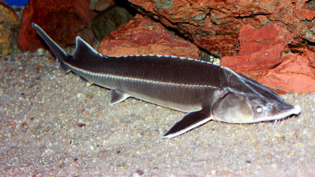 Ржакса: рыбалка и какая рыба водится