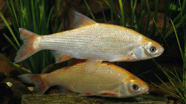 Ржакса: рыбалка и какая рыба водится