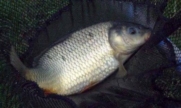 Давление для ловли карпа