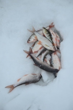 «Пучежская рыбалка – 2016» - http://www.puchezhskie-vesti.ru/