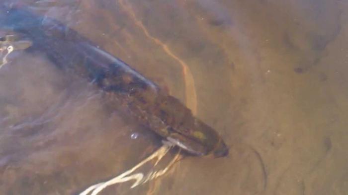 Рыба Ангары