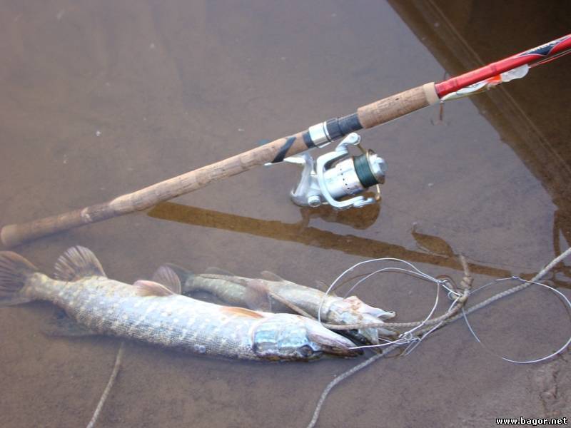 Городская рыбалка на днепре — ловля на фидер