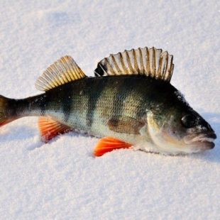 Ловля окуня в ноябре на мормышку