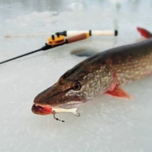 Ловля щуки в декабре