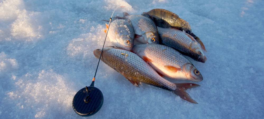 Глухозимье. окунь и плотва - ловля в глухозимье