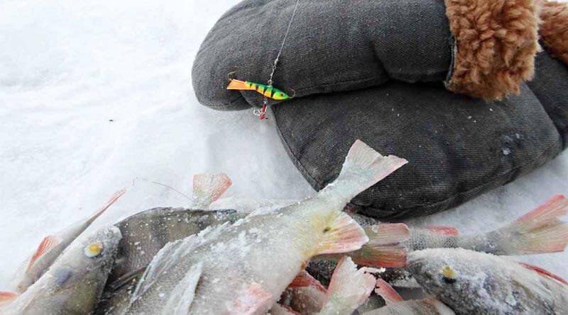 Секреты ловли и клев рыбы в глухозимье - читайте на сatcher.fish