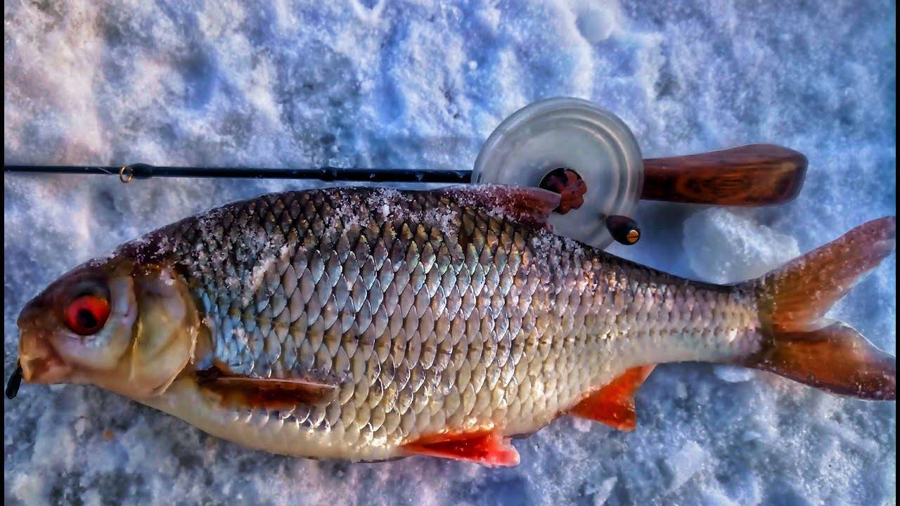 Щука в глухозимье