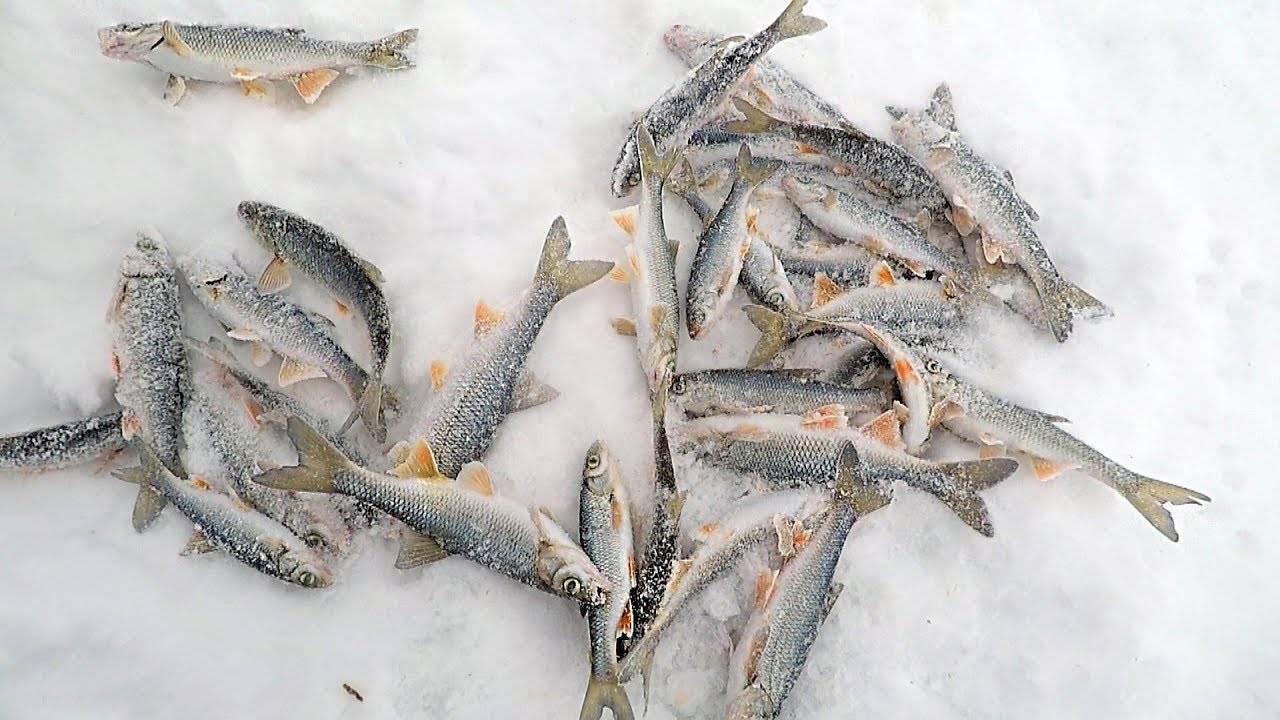 Что нужно знать о рыбалке в глухозимье