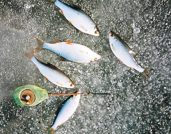 Глухозимье. окунь и плотва — ловля в глухозимье