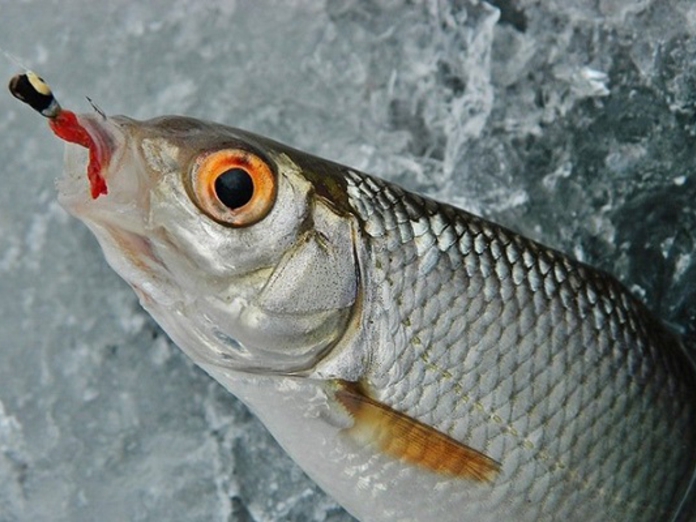 Секреты ловли плотвы в суровое глухозимье