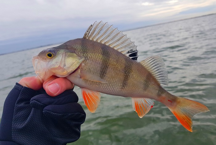 Рыбалка на Куршском заливе