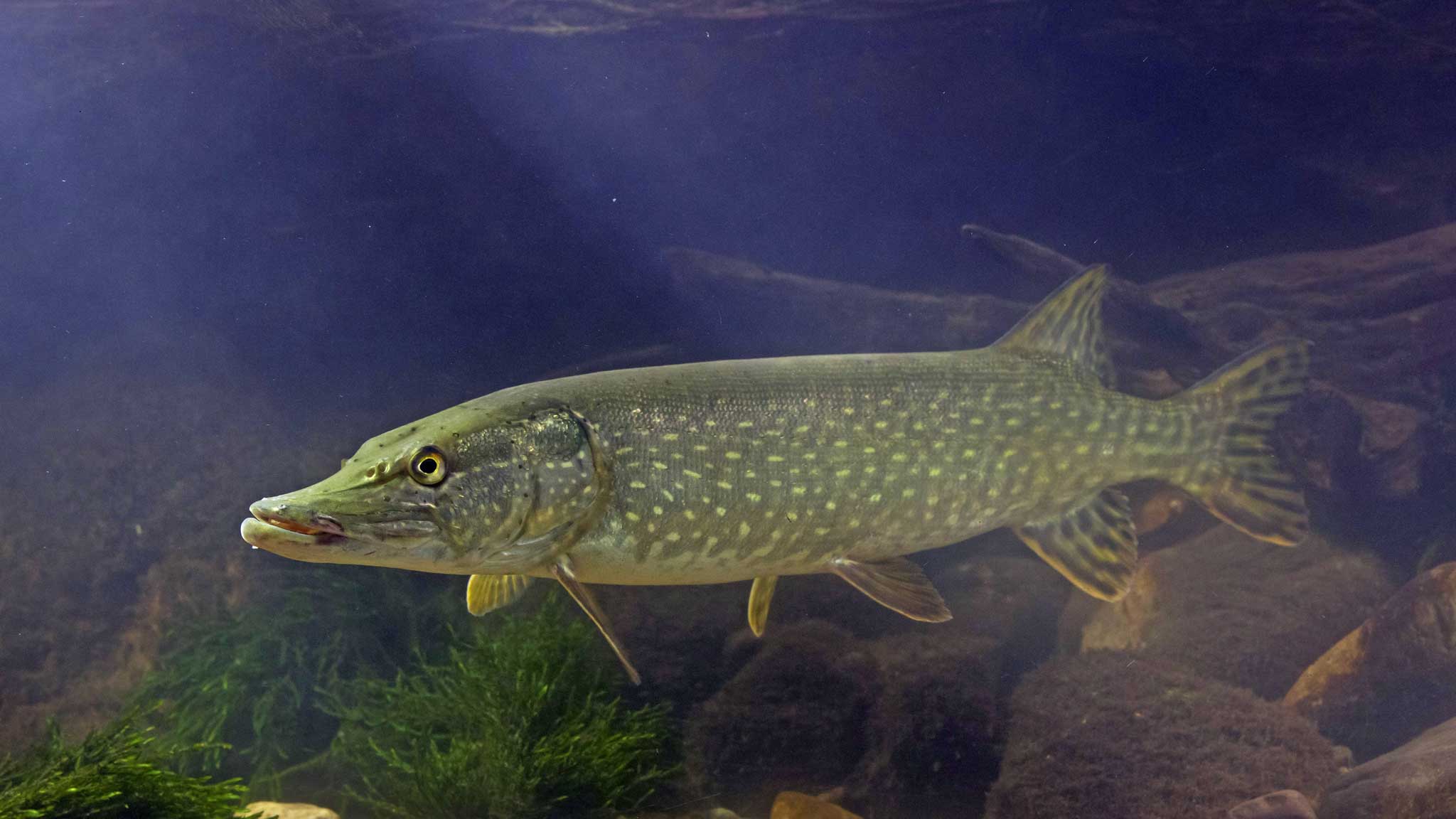 Рыбалка московская область. Подбор лучших мест.