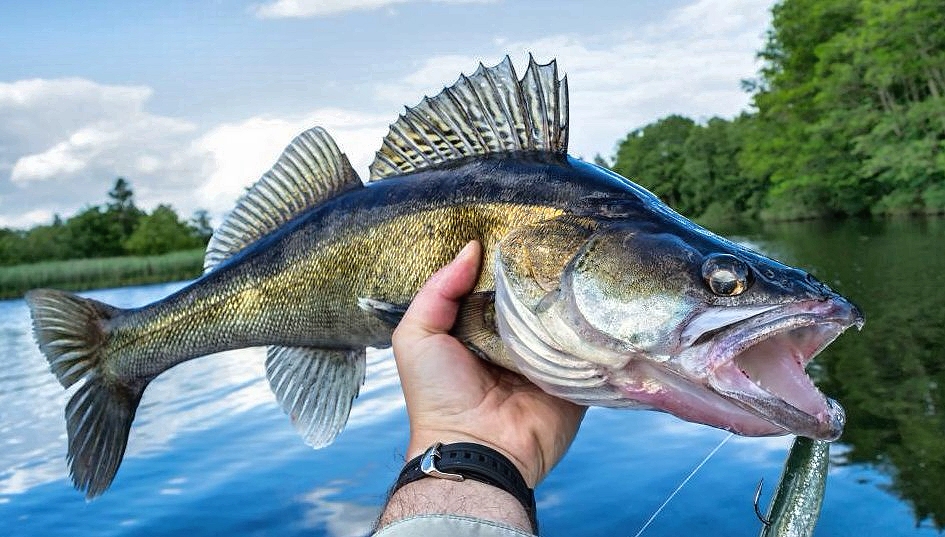 судак