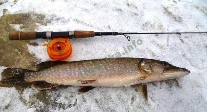 Щука на ратлины зимой