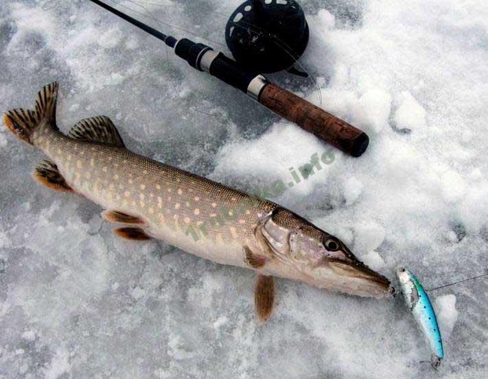 Ловля щуки на ратлины зимой