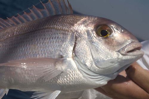 Рыбалка в Португалии