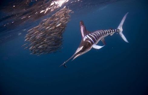 рыбалка на марлина