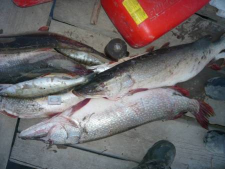 База отдыха клевое место, рыбалка в сентябре в Сузуне.