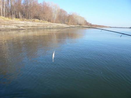 Сузунский район река Обь. Рыбалка осенью на щуку. База Клевое место.