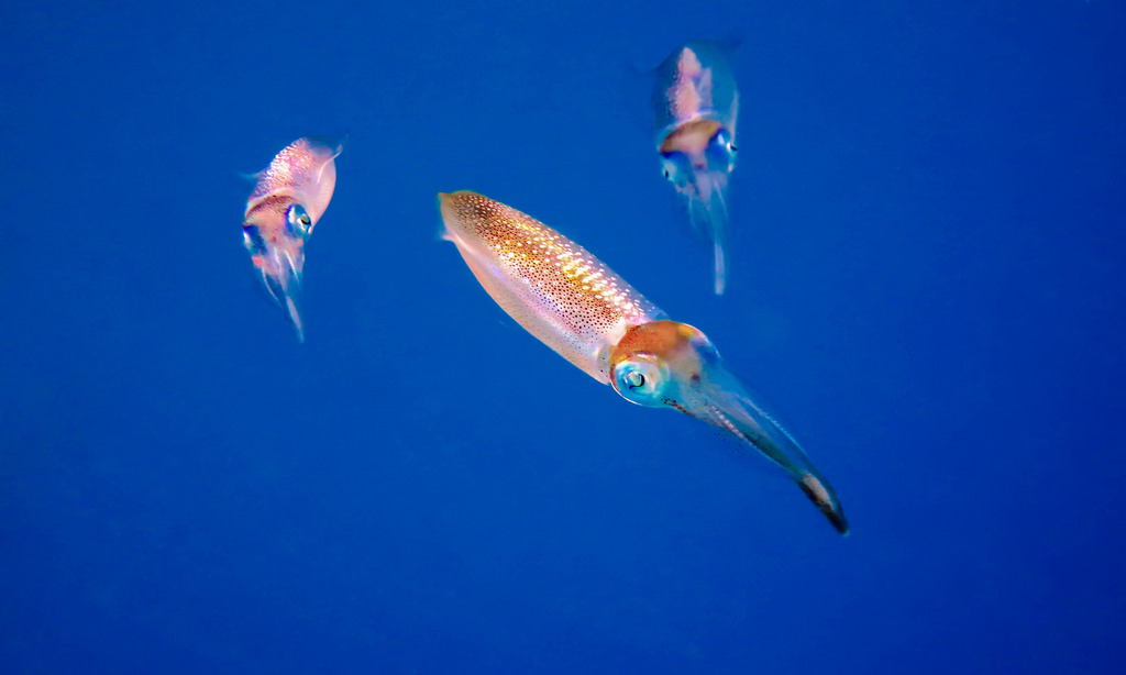 Кальмар фото