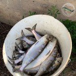 Селедка пошла. Астраханские рыбаки рассказали, где раньше всего начинается клев