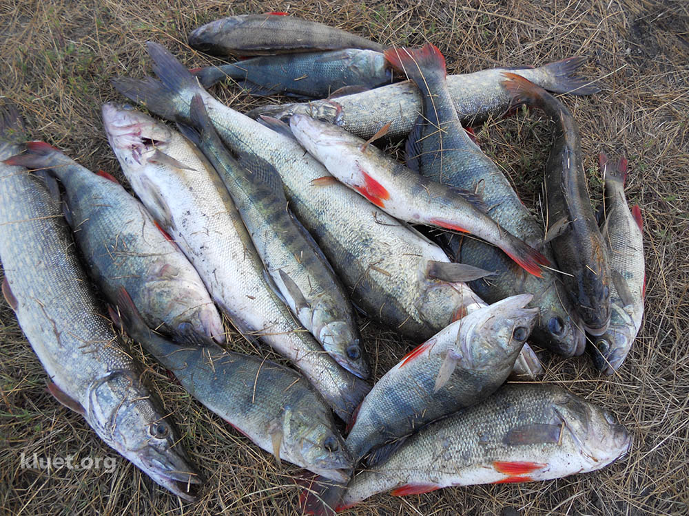 Щука и окунь в ноябре клюёт! Проверенно!