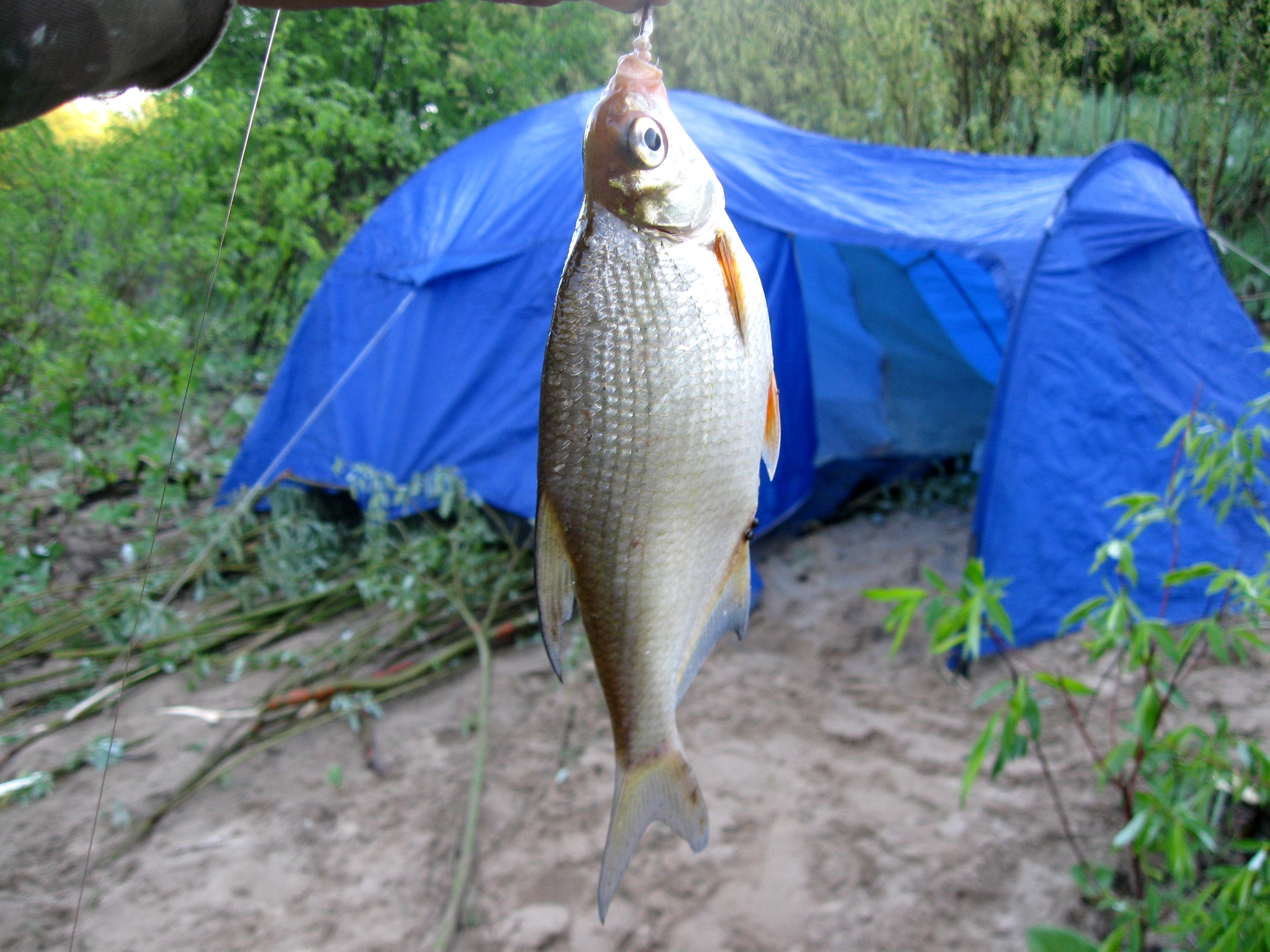 Гастера на летней рыбалке, фото