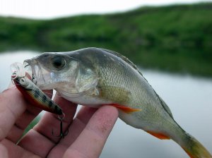 Влияние погоды на рыбалку